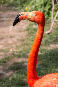 Close-up of a bird