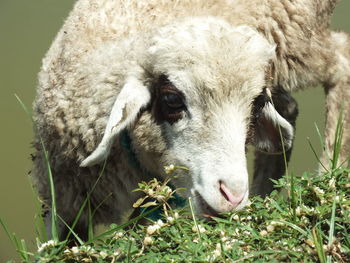 Close-up portrait of a horse on field