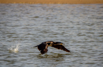 Bird flying over lake