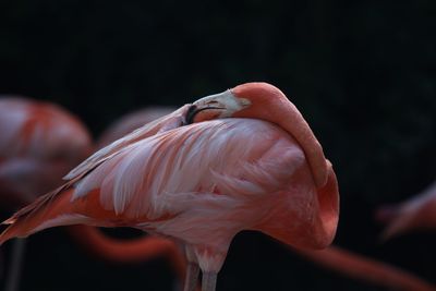 Close-up of flamingo preening