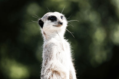 Close up shot of a meerkat looking.