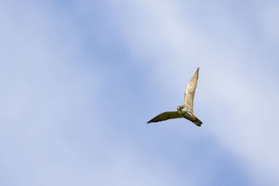 Low angle view of seagull flying