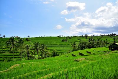 Scenic view of agricultural field against sky