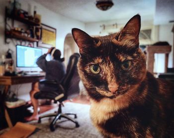Portrait of cat sitting on camera