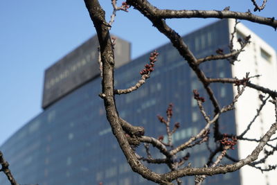 Low angle view of branches against clear sky