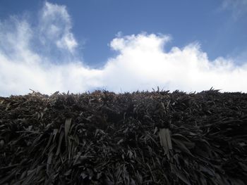 Low angle view of crops on field against sky