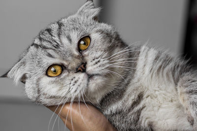 Close-up portrait of a cat