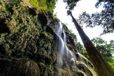 Low angle view of waterfall in forest