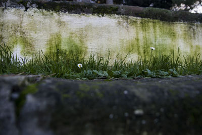 Surface level of grass with water in background