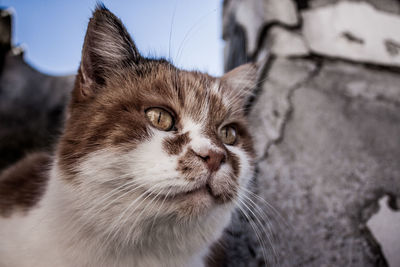 Close-up portrait of a cat