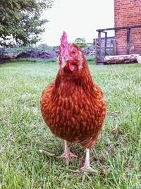 Rooster on grassy field