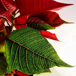 Close-up of fresh green leaves