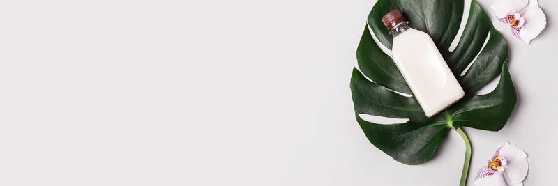 Close-up of leaves against white background