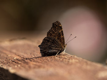 Close-up of butterfly on dry leaf