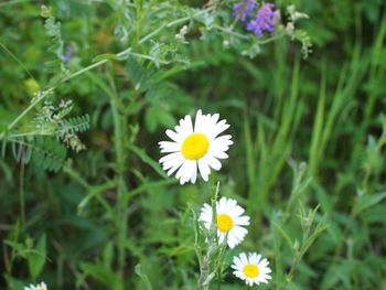 Close-up of white daisy flower