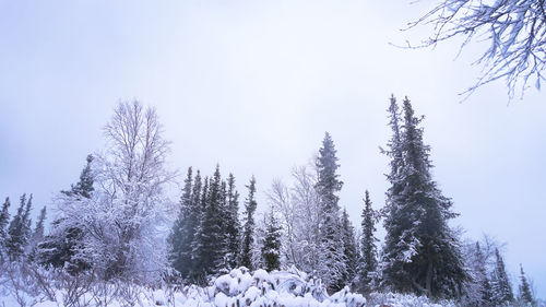 Snow covered pine trees in forest against sky