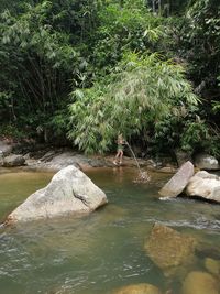Scenic view of waterfall in forest