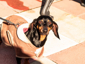 High angle view of dog