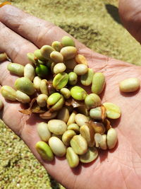 Close-up of hand holding fruits