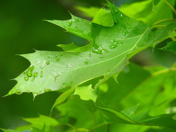 Close-up of raindrops on leaves