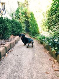 Dog on footpath by plants