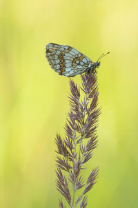 Close-up of insect perching on plant