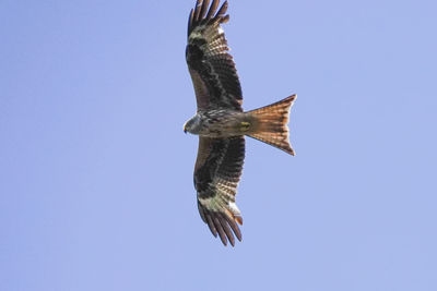 Low angle view of eagle flying against clear blue sky