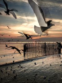 Seagulls flying over sea against sky