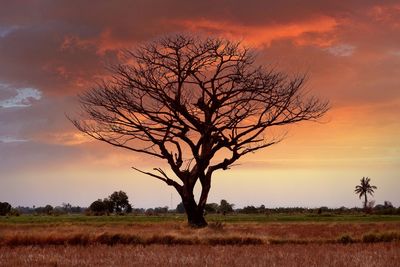 Silhouette bare tree on field against sky at sunset