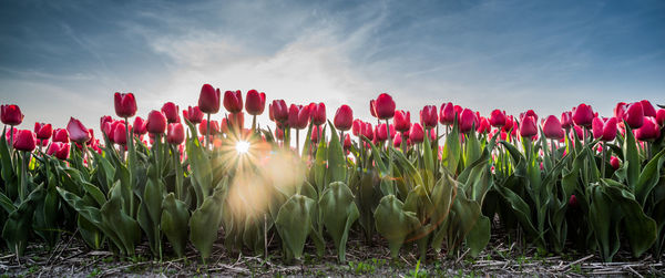 Red tulips growing on field against sky