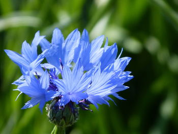 Close-up of purple blue flower