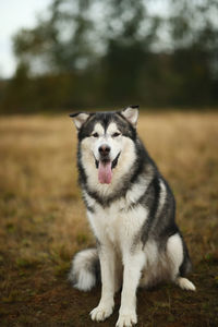 Dog looking away on field