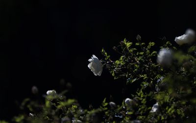 Close-up of white flowering plant