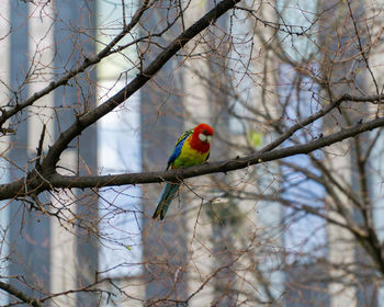 Bird perching on a branch