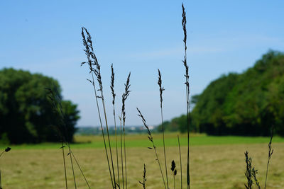 Plants growing on land against sky