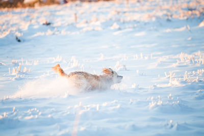 View of dog in snow