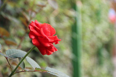 Close-up of red rose