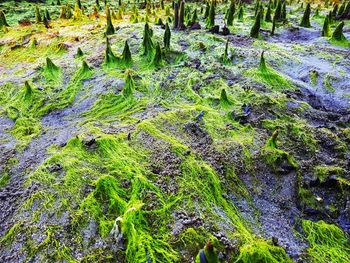 High angle view of trees growing on field