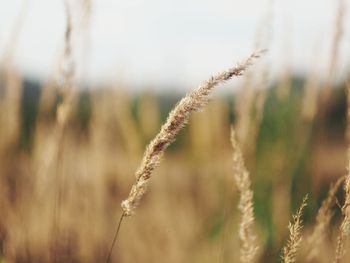 Close-up of stalks in field