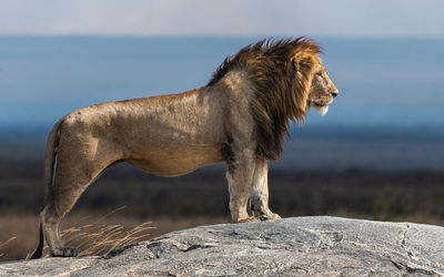 Lioness running on rock