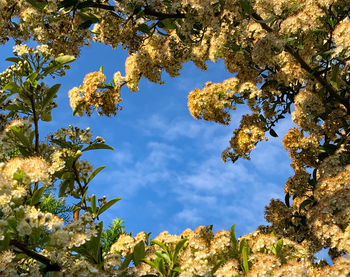 Low angle view of trees against blue sky