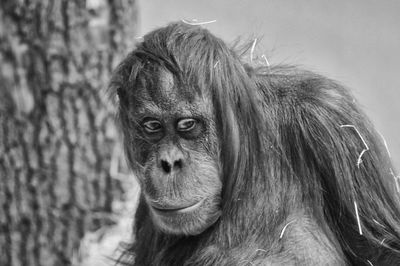 Portrait of orangutan in zoo
