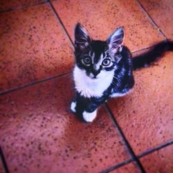 High angle portrait of cat sitting on tiled floor