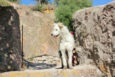 Dog on rock