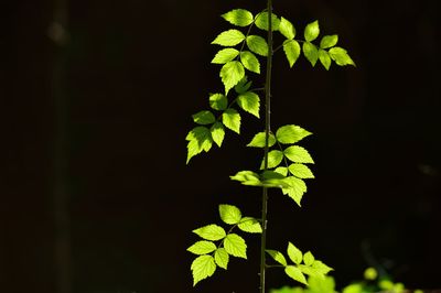 Close-up of plant at night