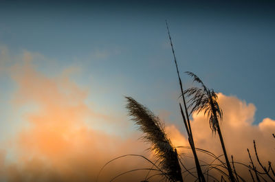 Low angle view of silhouette tree against sky