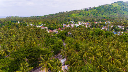 Scenic view of trees and plants against sky