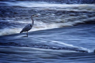 Bird on sand at beach