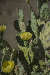 Close-up of yellow flowers growing on plant