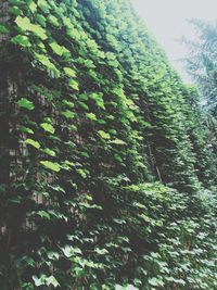 Low angle view of trees in forest